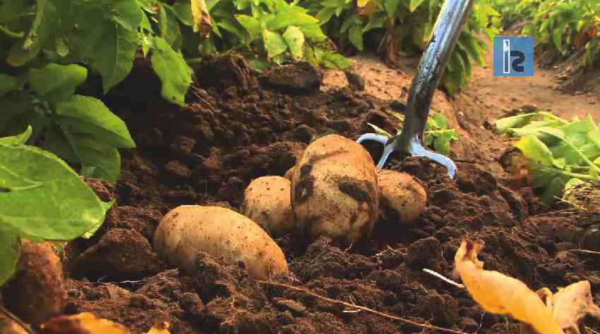 ITC Deals with James Hutton Institute for Potato Farming | Insights Success